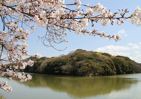 堺市の古墳の濠に咲く桜